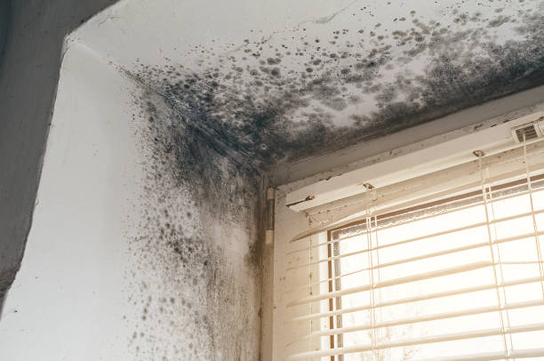 Affordable Mold Cleanup solutions in Blain, PA