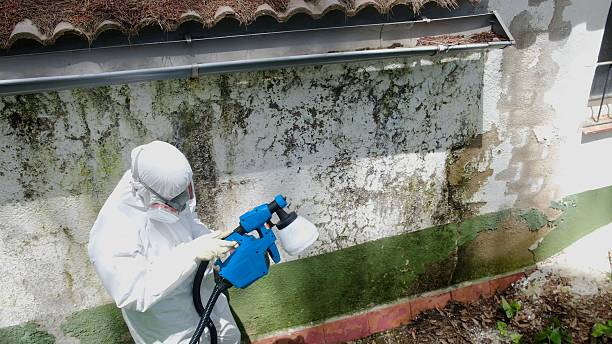 Top rated local Mold Cleanup specialists in Blain, PA